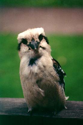Kookaburra