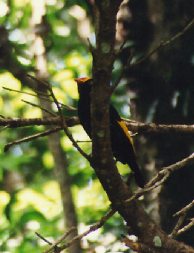 regent bower bird
