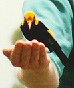 regent bower bird