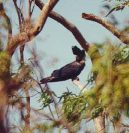 Red Tailed Black Cockatoo
