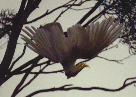 sulphur cockatoo