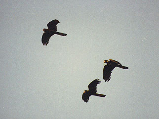 flying yellow tailed blacks